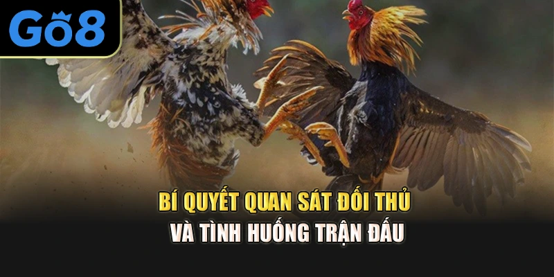 Bí quyết quan sát đối thủ và tình huống trận đấu